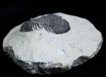 Bargain Platyscutellum Trilobite From Morocco #2004-1